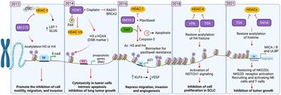 Histone deacetylases modulate resistance to the therapy in lung cancer